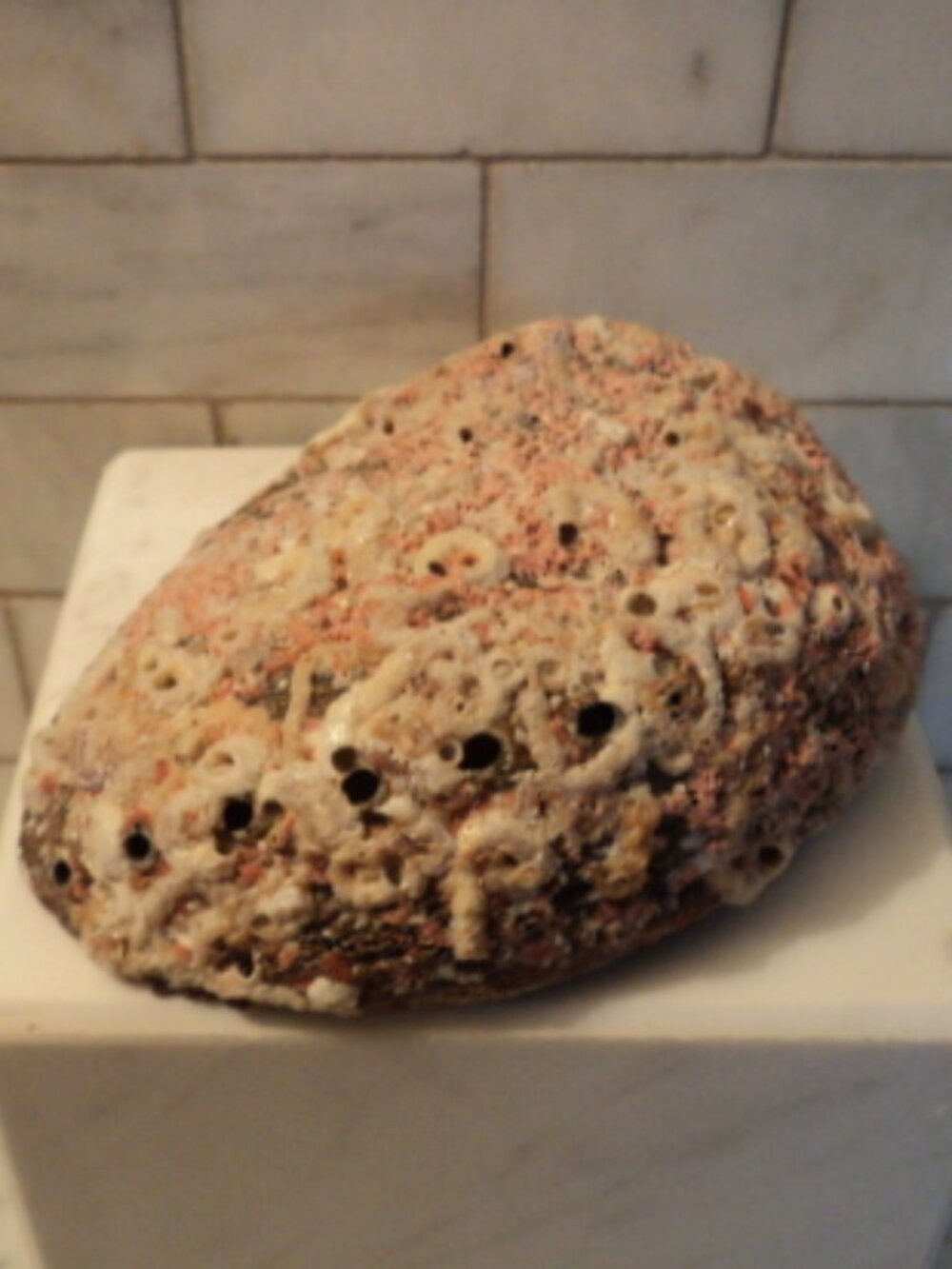 abalone shell - Picture 4 of 5